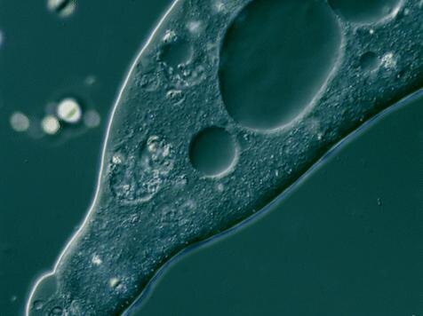 Microscopic organism in green light