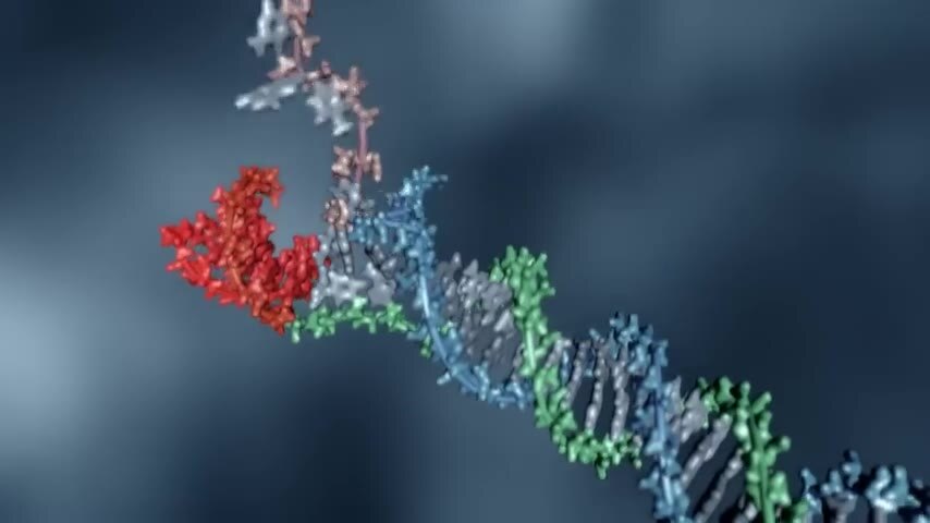 Molecular animation from Programming DNA