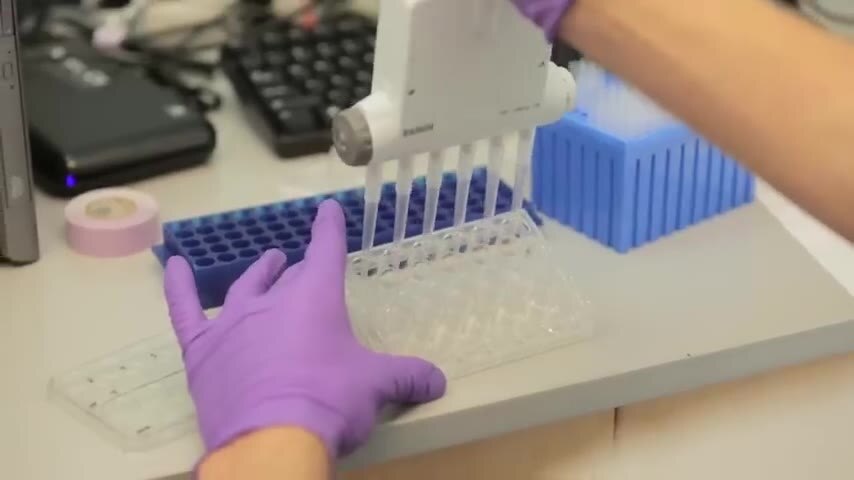 A gloved hand using a multichannel pipette